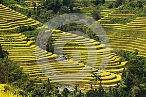 Rice terrace fields in Ha Giang - Sapa northwest Vietnam. China, indochina. photo