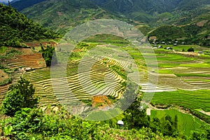 Rice terrace Fields in Vietnam