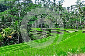 Rice terrace in Gunung Kawi, Bali, Indonesia