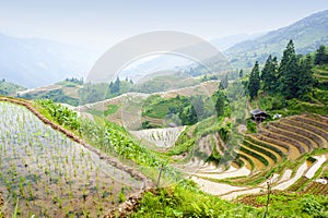 Rice terrace landscape in China