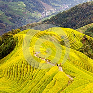 Rice Terrace in Longshen Guilin China