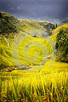 Rice Terrace in Longshen Guilin China