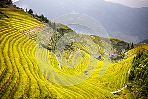 Rice Terrace in Longshen Guilin China