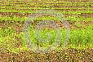 Rice terrace at Pa-pong-peang , Mae Chaem, Chaing Mai ,North Thailand