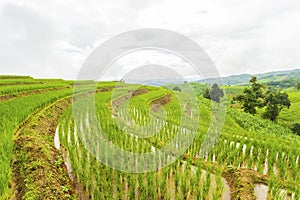 Rice terrace at Pa-pong-peang , Mae Chaem, Chaing Mai ,North Thailand