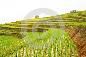 Rice terrace at Pa-pong-peang , Mae Chaem, Chaing Mai ,North Thailand