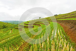 Rice terrace at Pa-pong-peang , Mae Chaem, Chaing Mai ,North Thailand