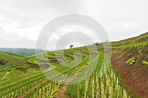 Rice terrace at Pa-pong-peang , Mae Chaem, Chaing Mai ,North Thailand