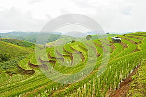 Rice terrace at Pa-pong-peang , Mae Chaem, Chaing Mai ,North Thailand