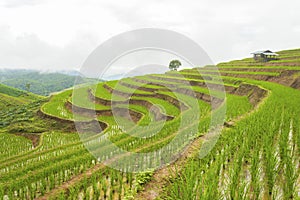 Rice terrace at Pa-pong-peang , Mae Chaem, Chaing Mai ,North Thailand