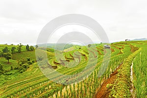 Rice terrace at Pa-pong-peang , Mae Chaem, Chaing Mai ,North Thailand