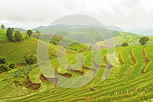 Rice terrace at Pa-pong-peang , Mae Chaem, Chaing Mai ,North Thailand