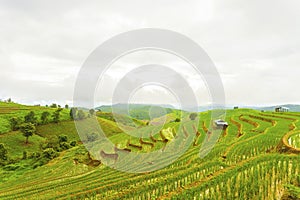 Rice terrace at Pa-pong-peang , Mae Chaem, Chaing Mai ,North Thailand