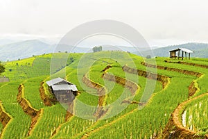 Rice terrace at Pa-pong-peang , Mae Chaem, Chaing Mai ,North Thailand