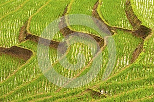 Rice terrace at Pa-pong-peang , Mae Chaem, Chaing Mai ,North Thailand