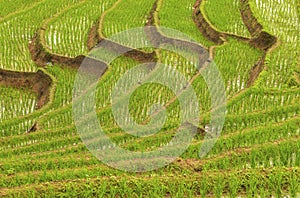 Rice terrace at Pa-pong-peang , Mae Chaem, Chaing Mai ,North Thailand