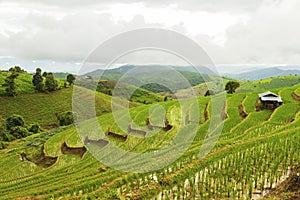 Rice terrace at Pa-pong-peang , Mae Chaem, Chaing Mai ,North Thailand