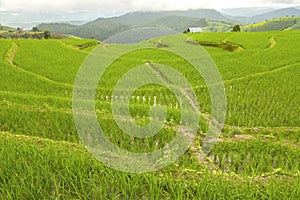 Rice terrace at Pa-pong-peang , Mae Chaem, Chaing Mai ,North Thailand