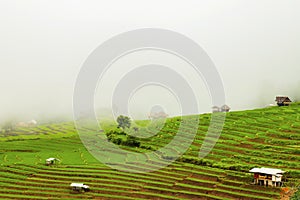 Rice terrace at Pa-pong-peang , Mae Chaem, Chaing Mai ,North Thailand