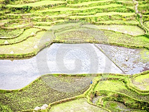 Rice Terrace in Remote China