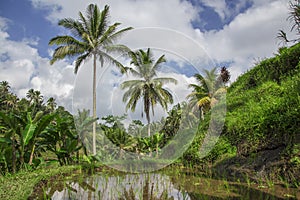 Rice terrace photo