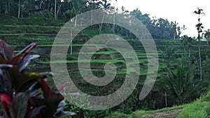 Rice terrace Tegallalang in Bali, Indonesia.