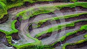 Rice terrace under the rain