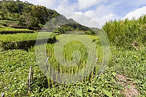 Rice terrace view from Kolo Rongo Hot Spring photo