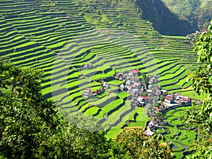 Rice Terrace Village