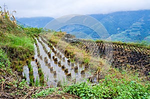 Rice terraced fields after harvest rice in China