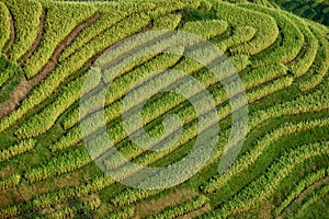 Rice terraced fields Wengjia longji Longsheng