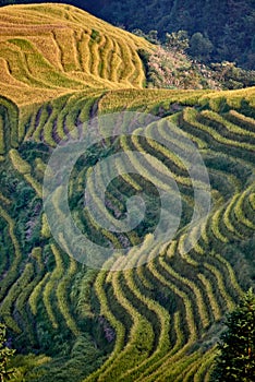 Rice terraced fields Wengjia longji Longsheng