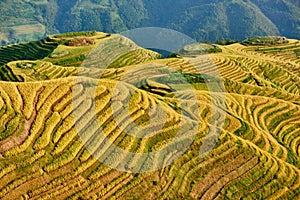 Rice terraced fields Wengjia longji Longsheng Hunan China