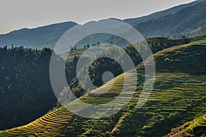 Rice terraced fields Wengjia longji Longsheng Hunan China