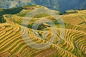 Rice terraced fields Wengjia longji Longsheng Hunan China