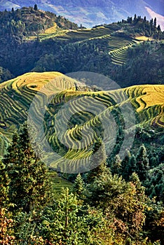 Rice terraced fields Wengjia longji Longsheng Hunan China