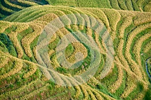 Rice terraced fields Wengjia longji Longsheng Hunan China