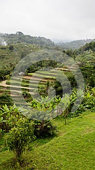 Rice terraced paddy fields in central Bali, Indonesia