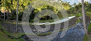 Rice terraced paddy fields in Gunung Kawi, Bali, Indonesia