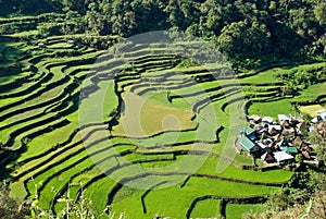 Rice terraces