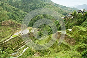 Rice terraces