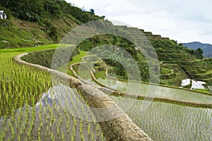 Rice terraces