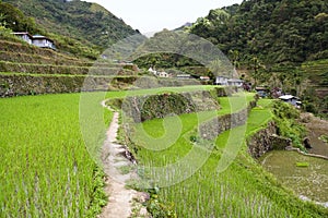 Rice terraces