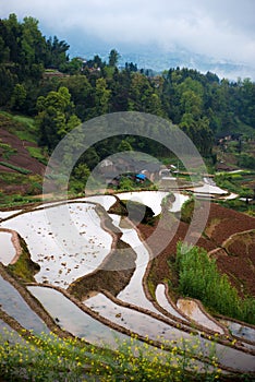 Rice terraces