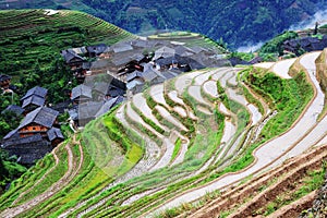 rice terraces