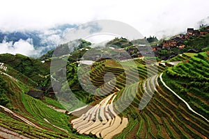 rice terraces