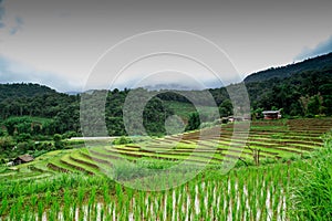 Rice terraces