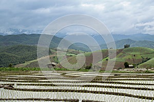 Rice terraces