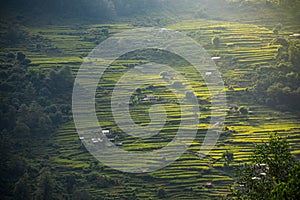 Rice terraces in Annapurna conservation area, Nepal