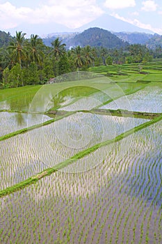 Rice terraces of Asia